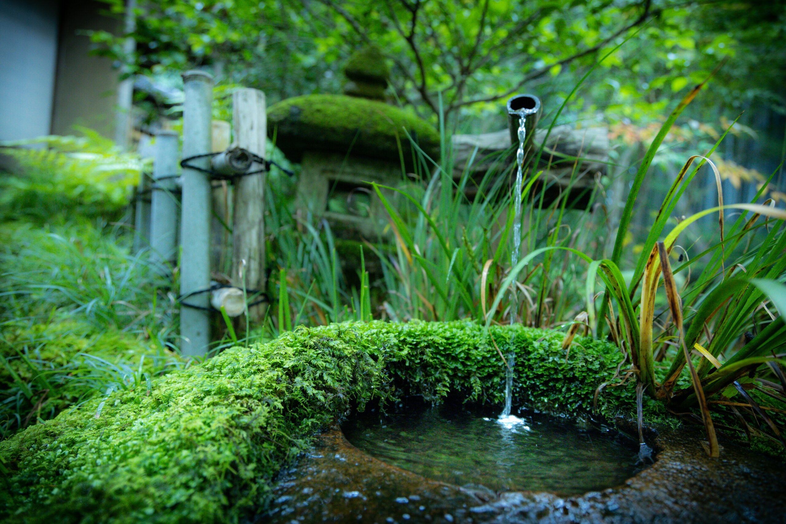 Drip irrigation system with emitters watering vegetable garden efficiently delivering water directly to plant roots