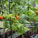 Home vegetable garden with tomatoes, cucumbers, and lettuce thriving in raised beds"