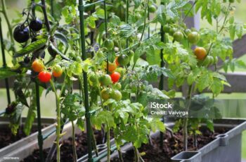 Home vegetable garden with tomatoes, cucumbers, and lettuce thriving in raised beds"