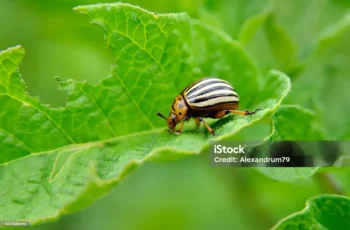 Beneficial ladybug eating aphids on green plant leaf for natural pest control in organic garden