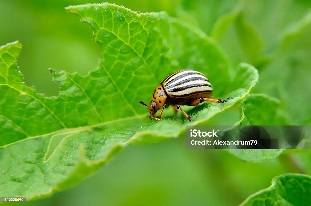 Beneficial ladybug eating aphids on green plant leaf for natural pest control in organic garden