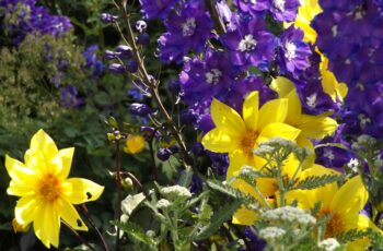 Beautiful bright yellow sunflowers growing in rows with bees pollinating the large flower heads
