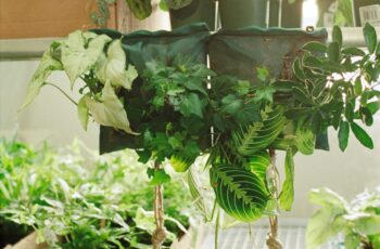 Pothos stem cuttings in glass jar of water on windowsill showing healthy root development for easy plant propagation
