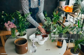 Low light indoor plants including snake plant, ZZ plant, and pothos thriving in dimly lit room corner