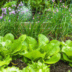 Fresh green and red loose-leaf lettuce growing in rows in vegetable garden ready for continuous harvest