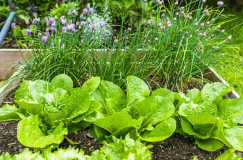 Fresh green and red loose-leaf lettuce growing in rows in vegetable garden ready for continuous harvest