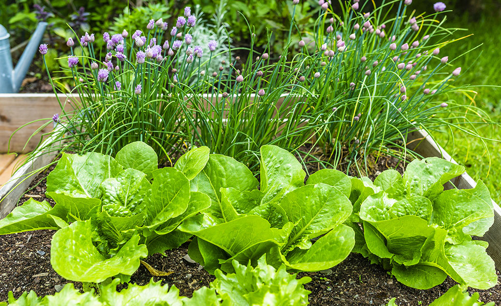Fresh green and red loose-leaf lettuce growing in rows in vegetable garden ready for continuous harvest