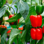 Colorful red, yellow and green bell peppers growing on healthy pepper plants in vegetable garden