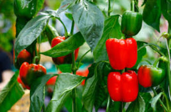 Colorful red, yellow and green bell peppers growing on healthy pepper plants in vegetable garden