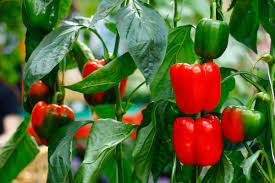 Colorful red, yellow and green bell peppers growing on healthy pepper plants in vegetable garden