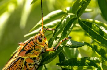 Close-up of common household pests including ants, cockroaches, and rodents