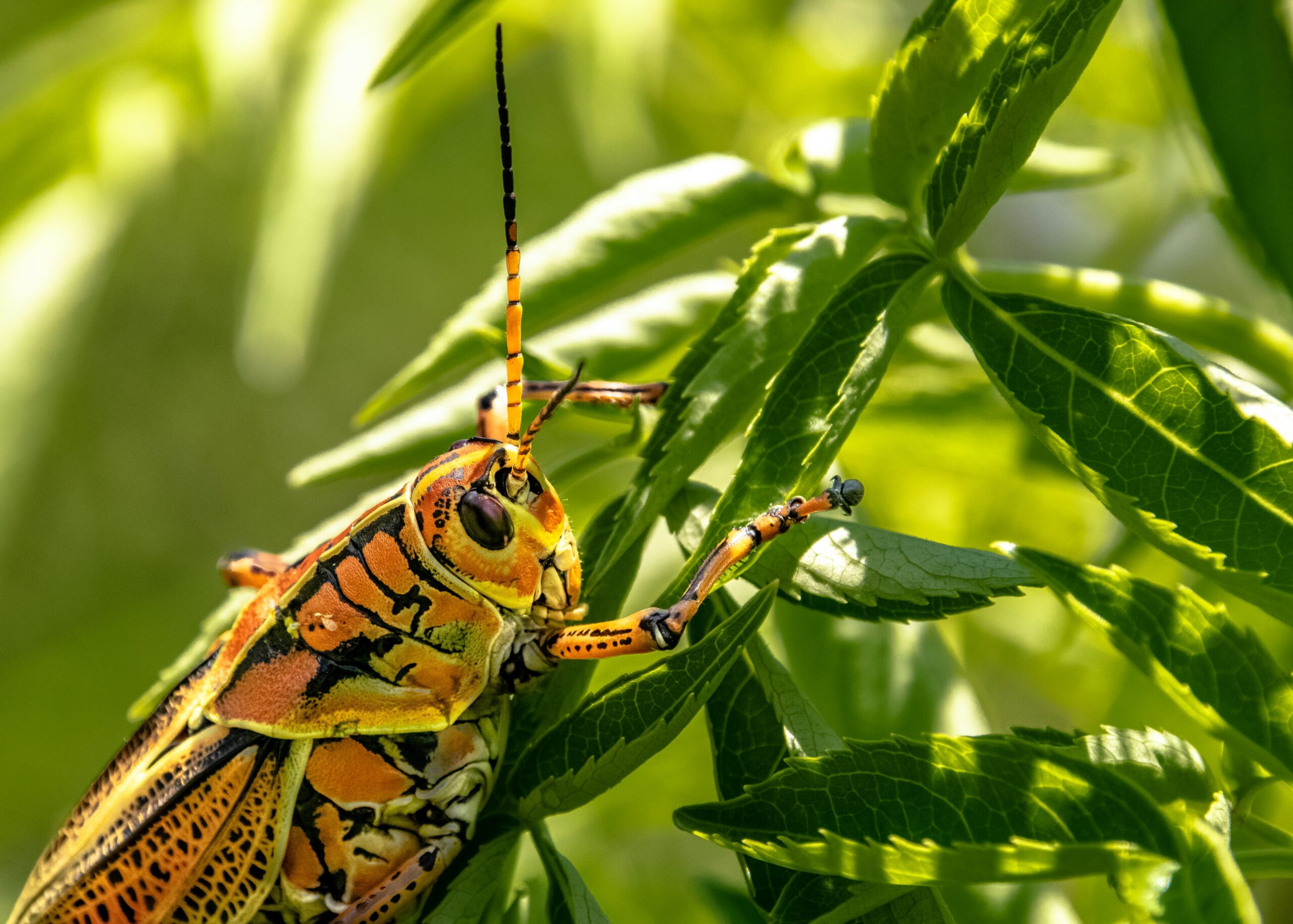 Close-up of common household pests including ants, cockroaches, and rodents