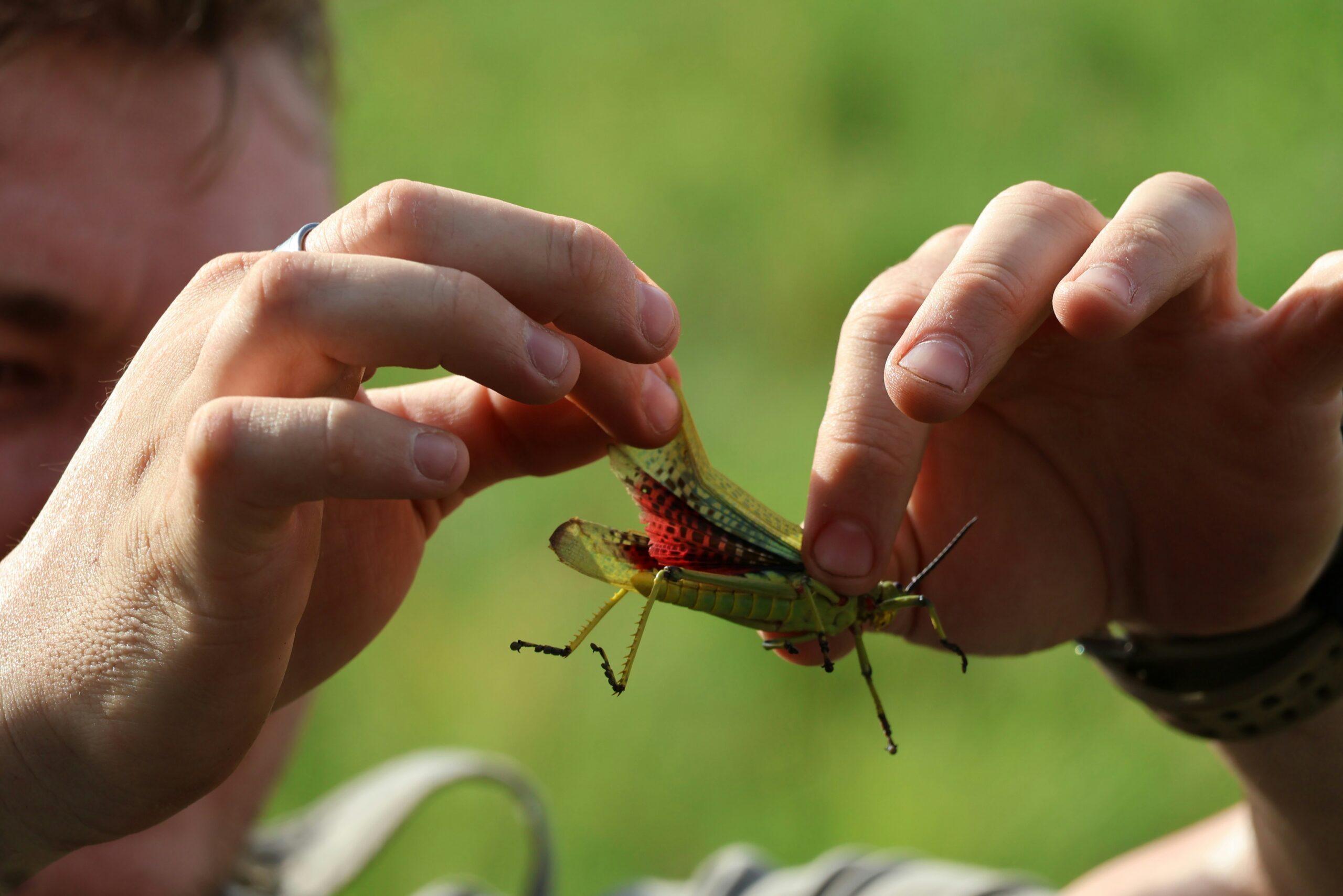 Natural pest control methods using eco-friendly solutions to protect home and garden