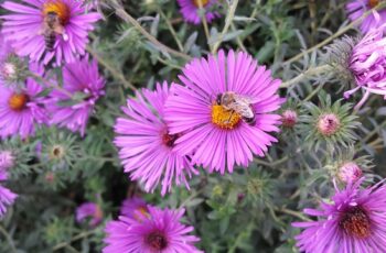 Green aphids clustered on plant stem being controlled naturally with beneficial ladybug predator"