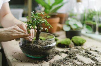 ndoor plant care mistakes and solutions for healthy houseplants