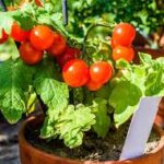 Healthy tomato plant with ripe red tomatoes growing on vine in vegetable garden with proper support stake