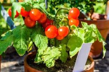Healthy tomato plant with ripe red tomatoes growing on vine in vegetable garden with proper support stake