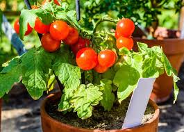 Healthy tomato plant with ripe red tomatoes growing on vine in vegetable garden with proper support stake