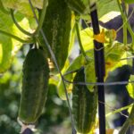Healthy cucumber plants growing vertically on trellis with ripe cucumbers hanging for easy harvest in vegetable garden"