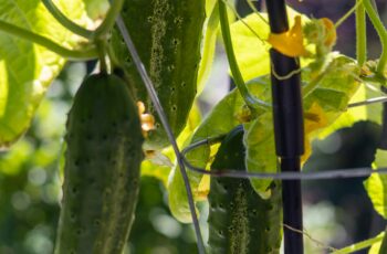 Healthy cucumber plants growing vertically on trellis with ripe cucumbers hanging for easy harvest in vegetable garden"