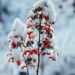 Perennial flower garden covered with protective mulch and burlap wrap around roses for winter frost protection