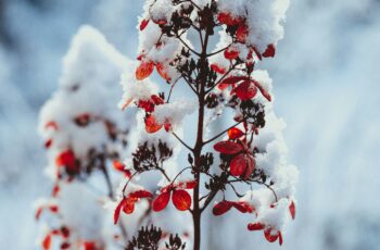 Perennial flower garden covered with protective mulch and burlap wrap around roses for winter frost protection