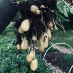 reshly harvested homegrown potatoes of different varieties including russet, red and fingerling in garden harvest basket