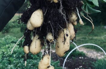 reshly harvested homegrown potatoes of different varieties including russet, red and fingerling in garden harvest basket