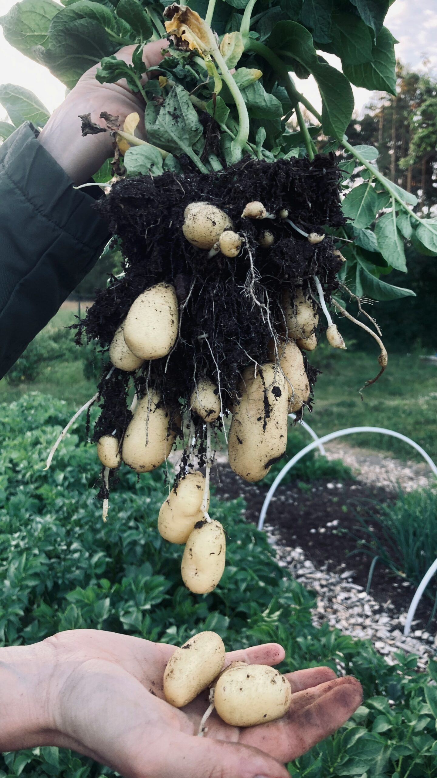 reshly harvested homegrown potatoes of different varieties including russet, red and fingerling in garden harvest basket