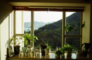 Vibrant colorful zinnia flowers in pink, orange, yellow and red blooming in summer garden attracting butterflies