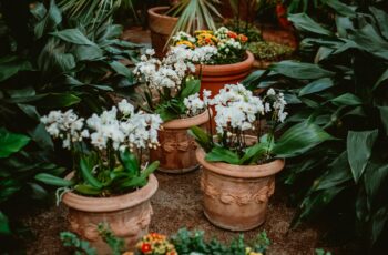 Companion Planting Guide: Grow Better Gardens Together