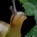 Garden slugs on damaged hosta leaf showing irregular holes and slime trails from nocturnal pest feeding