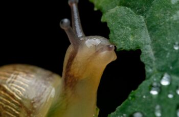 Garden slugs on damaged hosta leaf showing irregular holes and slime trails from nocturnal pest feeding