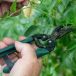 best-pruning-shears-gardening-guide