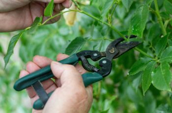 best-pruning-shears-gardening-guide