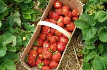 "Ripe red strawberries growing in home garden with white flowers showing healthy homegrown berry plants"