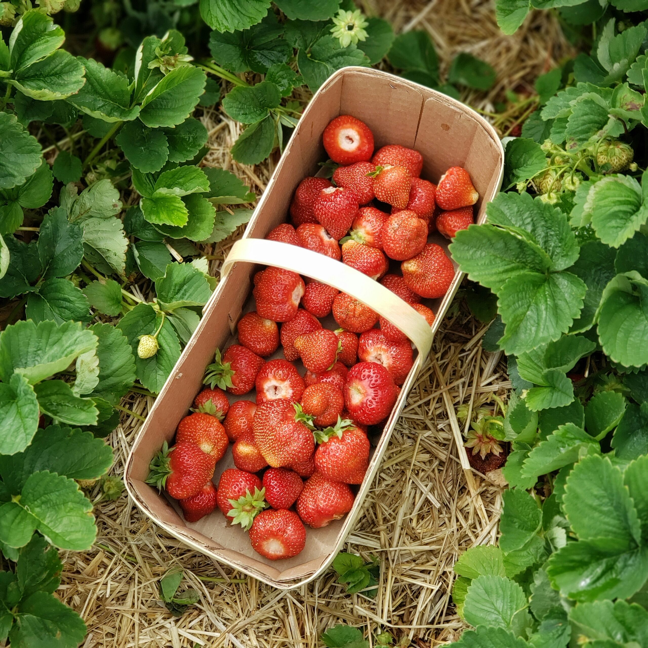"Ripe red strawberries growing in home garden with white flowers showing healthy homegrown berry plants"