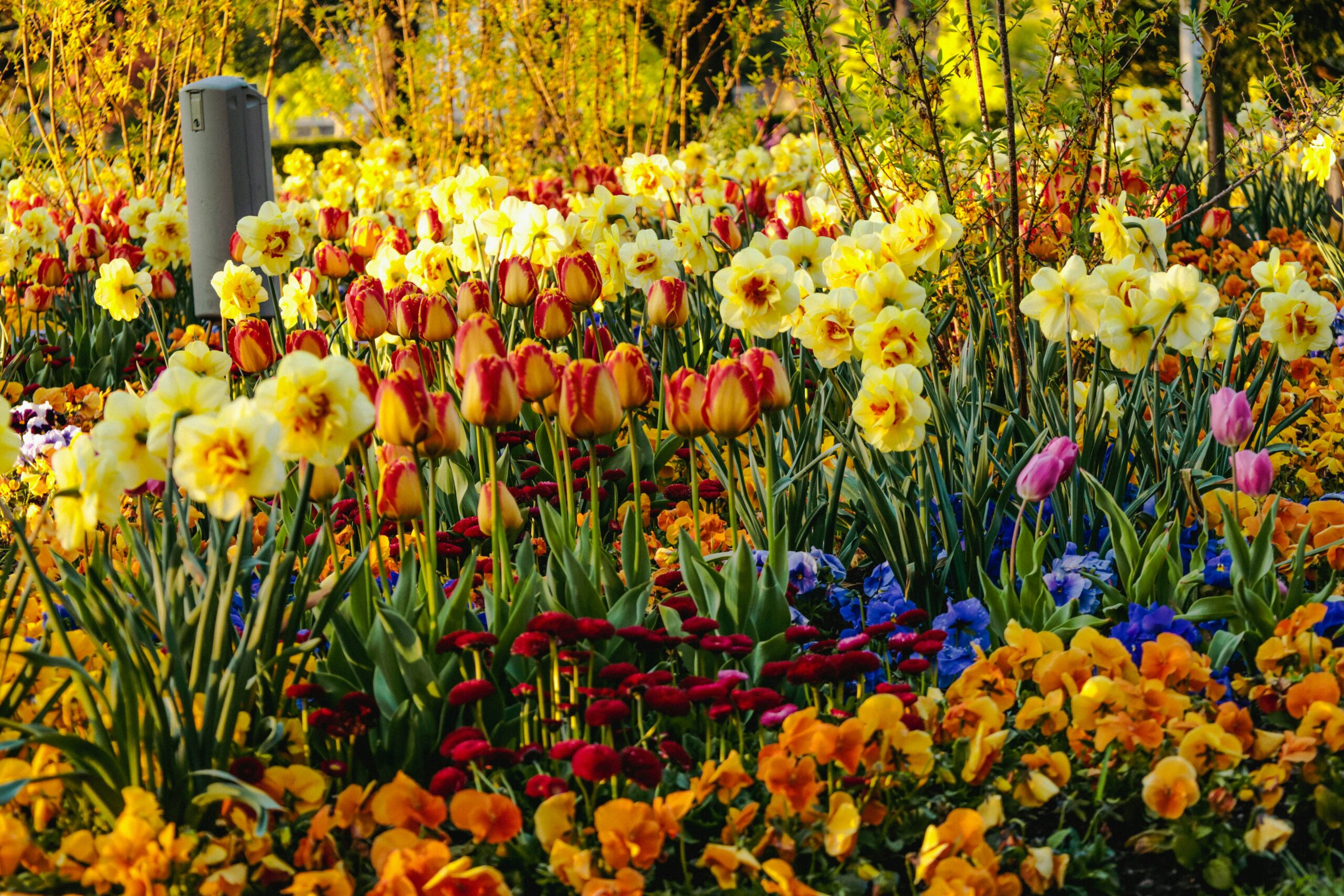 "Vast field of colorful wildflowers with millions of blooms creating natural carpet in famous international garden destination"