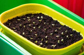 "Seedling trays under grow lights showing healthy young plants started indoors from seeds for spring garden"