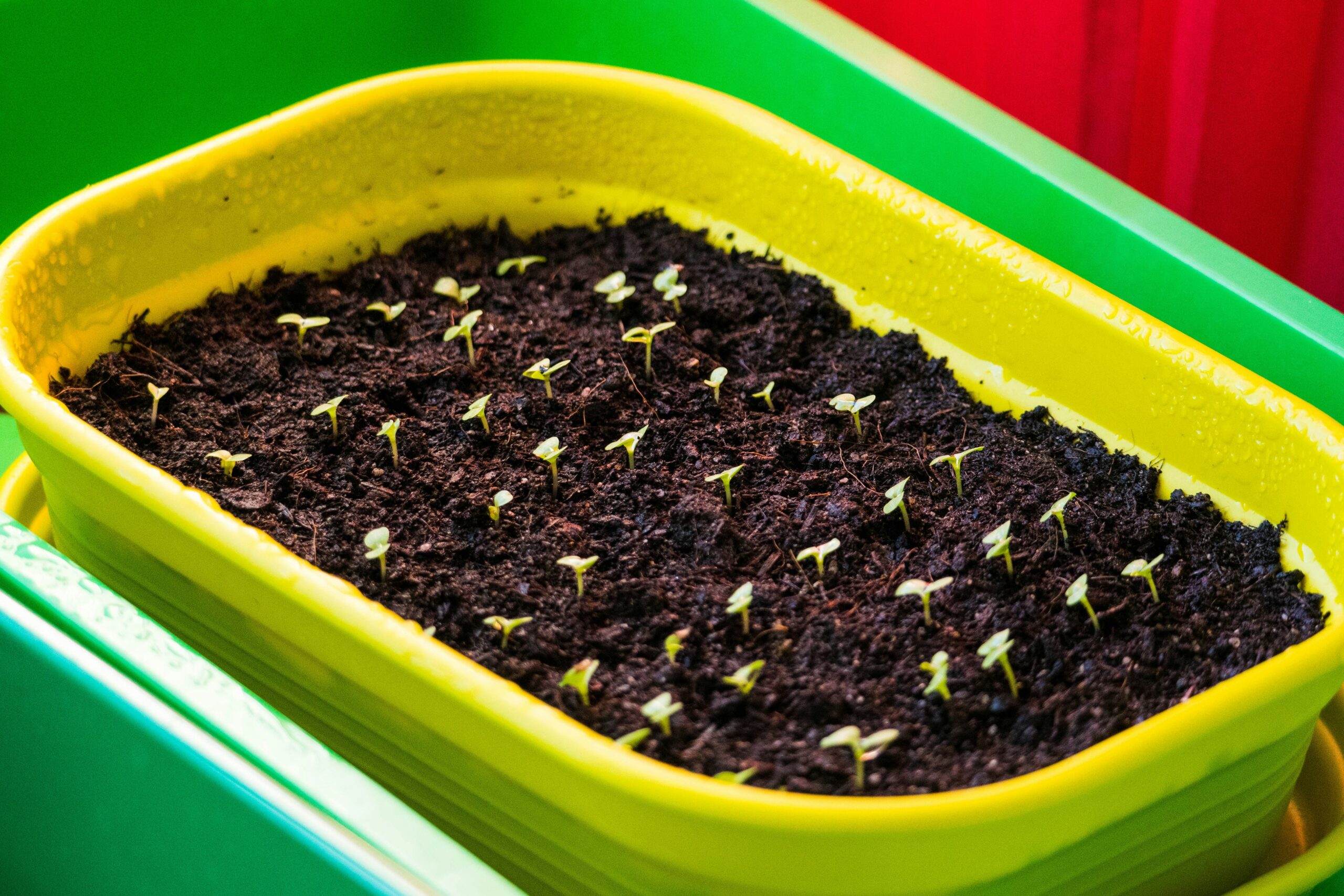 "Seedling trays under grow lights showing healthy young plants started indoors from seeds for spring garden"