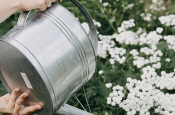 Gardener watering colorful flower bed at the base of plants in the early morning with a long-neck watering wand"