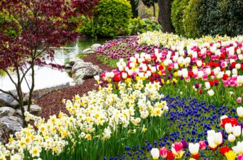 Colorful spring flower bulbs including tulips, daffodils, and hyacinths blooming in a garden after being planted in fall.