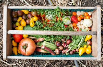 A person harvesting ripe red tomatoes from a raised garden bed in a sunny backyard, surrounded by lush green vegetable plants
